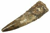 Fossil Spinosaurus Tooth - Real Dinosaur Tooth #344537-1